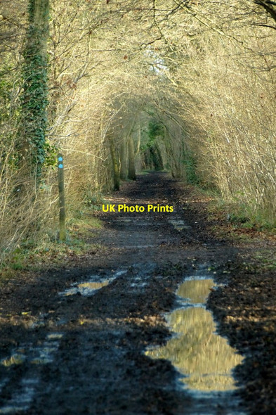 Photo 6"x4" Track in Horton Country Park Ewell c2018 P1