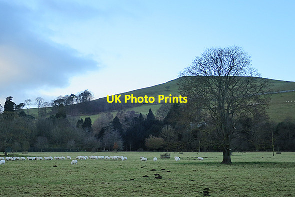 Photo 6"x4" Sheep at Corbet Tower Morebattle c2018