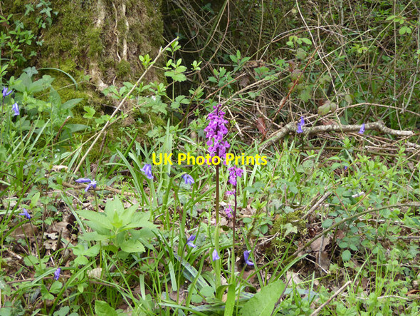 Photo 6"x4" Laneside Early Purple Orchids Fifehead St Quintin c2017