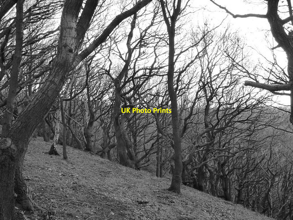 Photo 6"x4" Post Hill woods Pudsey\/SE2233 c2018