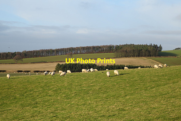 Photo 6"x4" More Sheep Morebattle c2018