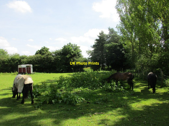 Photo 6"x4" Grazing horses at Turweston Brackley\/SP5837 c2017