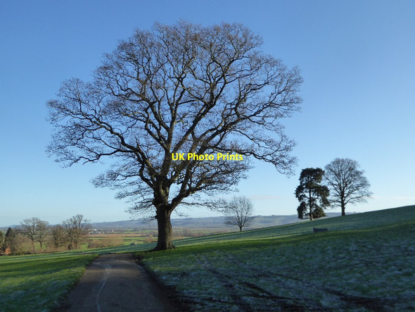 Photo 6"x4" Trees on Dumbleton Hill Dumbleton c2018