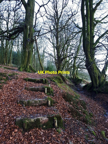 Photo 6"x4" Steps on the path in the Dykehill Plantation Darvel c2018