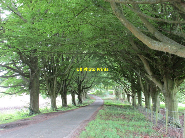 Photo 6"x4" Beech avenue near Hinton Ampner Kilmeston c2017