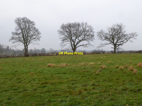 Photo 6"x4" Trees in Winter Malvern Common c2018