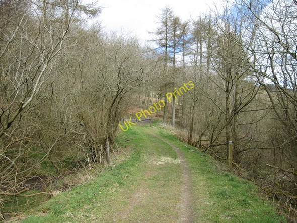 Photo 6"x4" Forest track and gate Gyrn\/SJ1658 c2009