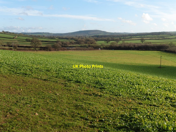 Photo 6"x4" View towards Birts Hill Middle Chinnock c2018