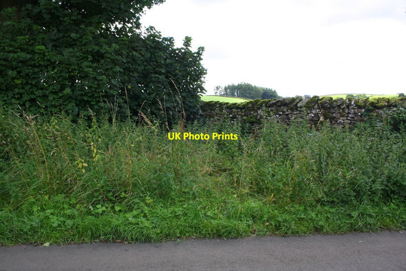 Photo 6"x4" Roadside vegetation and dry stone wall south of Lane End House Lawkland Green c2017