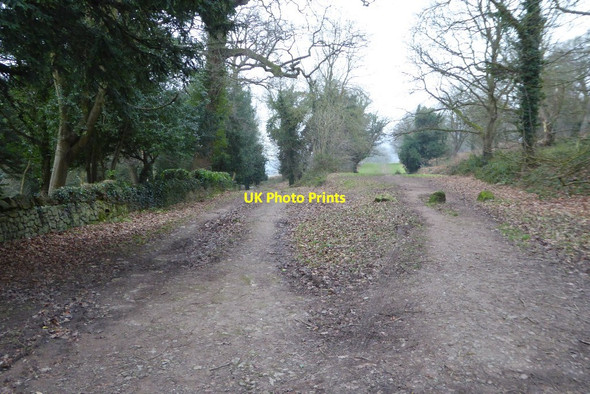 Photo 6"x4" A choice of tracks on Malvern Common Great Malvern c2018