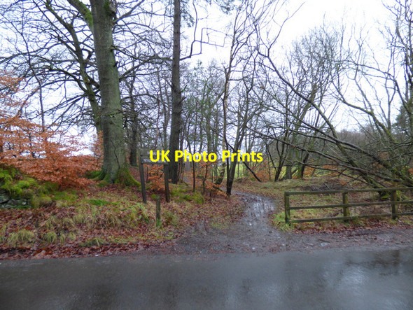 Photo 6"x4" Dougalston Woodland Walk Milngavie c2018