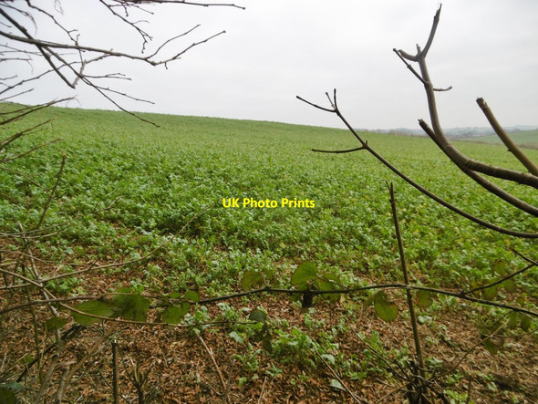 Photo 6"x4" Puddletown, cropland Northbrook\/SY7594 c2018