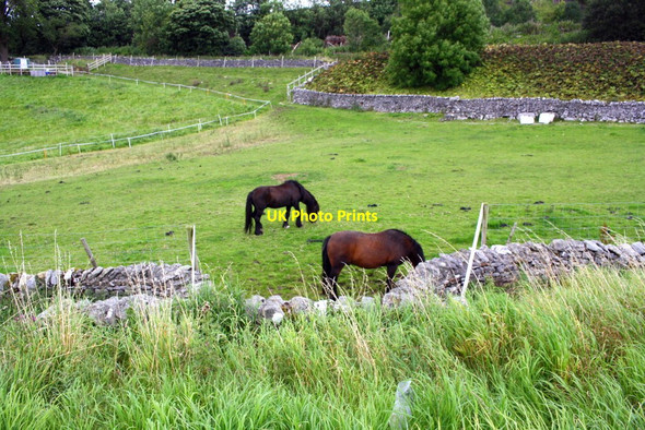 Photo 6"x4" Horses in field between B6480 and Brunton Road Feizor c2017