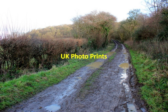 Photo 6"x4" Track into Kingsdon Wood  Kingsdon\/ST5126 c2018
