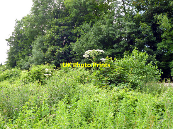 Photo 6"x4" Giant Hogweed by railway Maidstone c2012