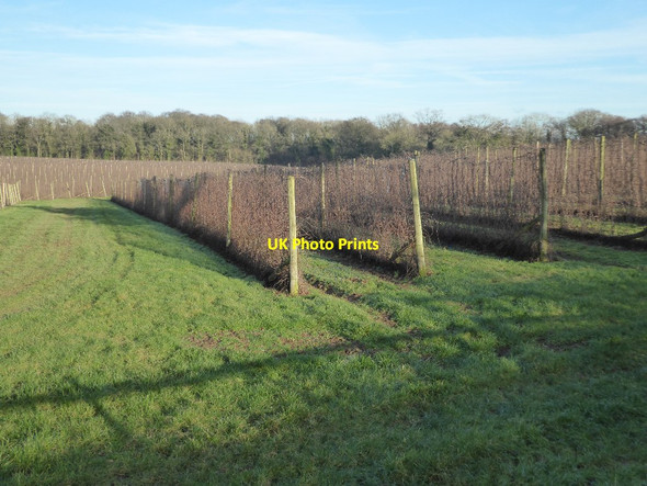 Photo 6"x4" Fruit field Birchall\/SO6538 c2018