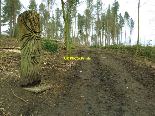 Photo 6"x4" Carved tree trunk, Milner Spring Wood Bingley\/SE1139 c2018
