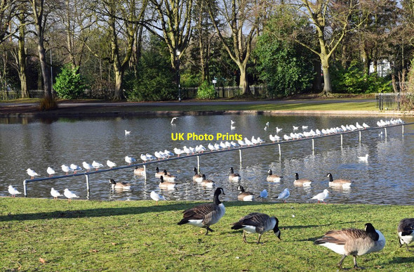 Photo 6"x4" Bird paradise at Cannon Hill Park, Edgbaston, Birmingham Moor Green\/SP0682 c2018