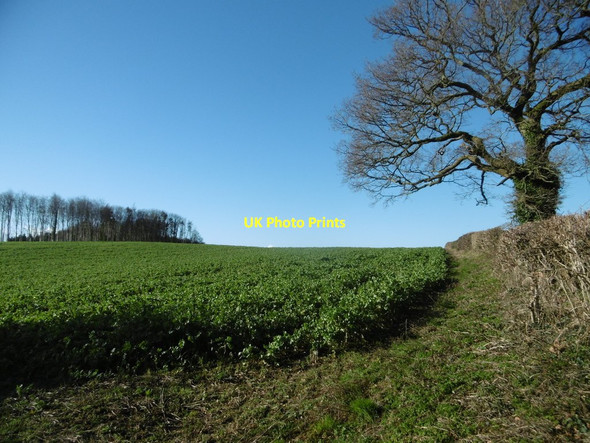 Photo 6"x4" Puddletown, cropland Northbrook\/SY7594 c2018
