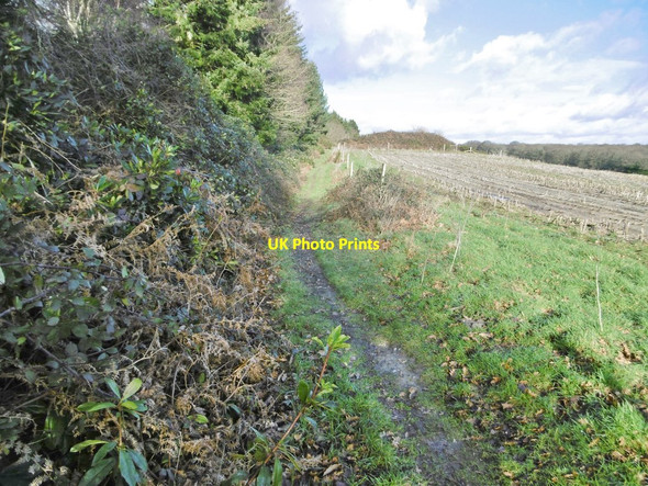 Photo 6"x4" Higher Bockhampton, bridleway Higher Bockhampton c2018
