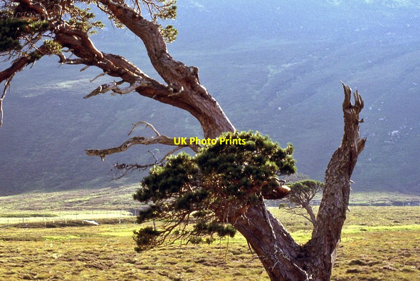 Photo 6"x4" Scots Pine, Glen Derry Carn Crom\/NO0295 c1997