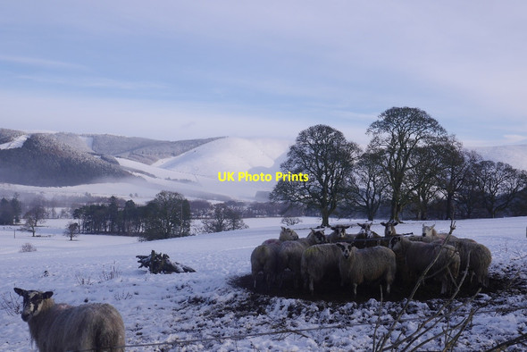 Photo 6"x4" Sheep, Kailzie Glentress\/NT2839 c2018