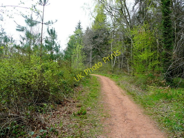 Photo 6"x4" Footpath in Dymock Forest Gorsley Common c2009