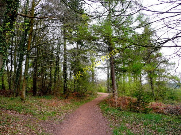 Photo 6"x4" Footpath in Dymock Forest. Shaw Common c2009