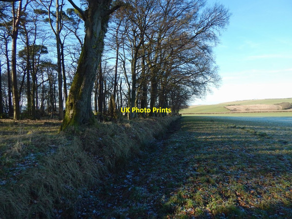 Photo 6"x4" Perrays Wood: the northeastern edge Ardoch\/NS3676 c2018