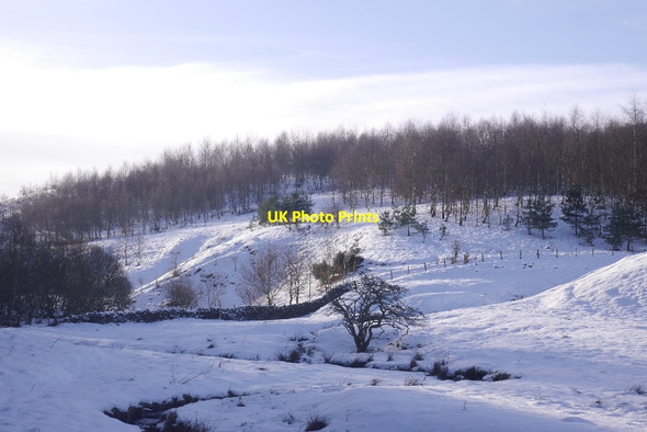 Photo 6"x4" Young woodland, Laverlaw Laverlaw c2018