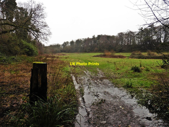Photo 6"x4" Open land inside Wayford Woods Wayford c2018