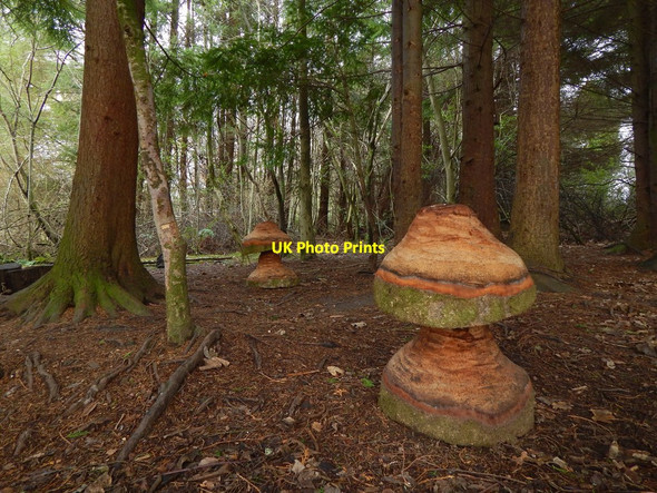 Photo 6"x4" Woods near Balloch Castle Balloch\/NS3982 c2018