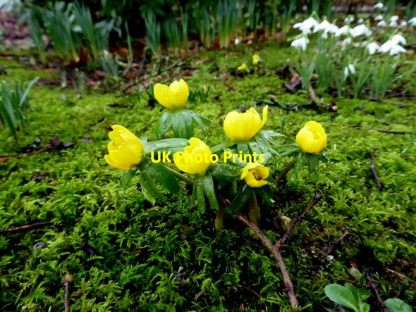 Photo 6"x4" Winter Aconite, Omagh Omagh c2018