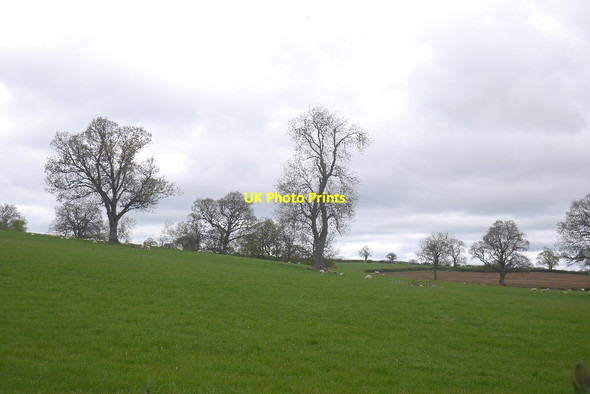 Photo 6"x4" Sheep pasture, The Plackett Wrickton c2017