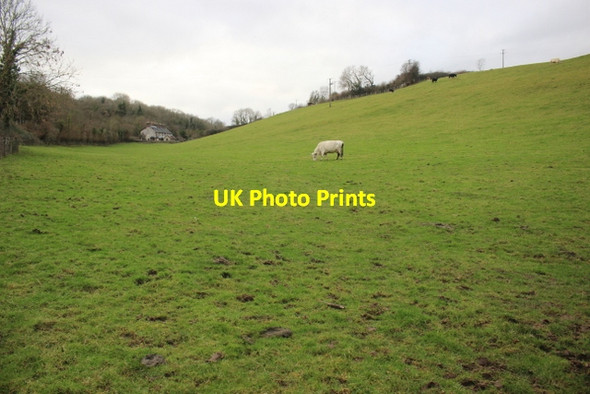 Photo 6"x4" Field off Quarry Lane Beer\/SY2289 c2018