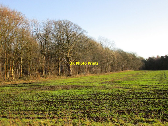 Photo 6"x4" Autumn sown crop and Stonepit Wood Greetwell c2018
