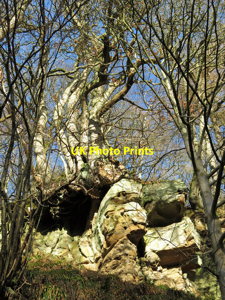 Photo 6"x4" Large tree growing on rocks above the River East Allen Sinderhope c2018