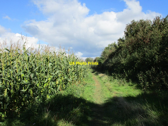 Photo 6"x4" Maize crop above Higher Dunscombe Cliff Salcombe Regis c2017