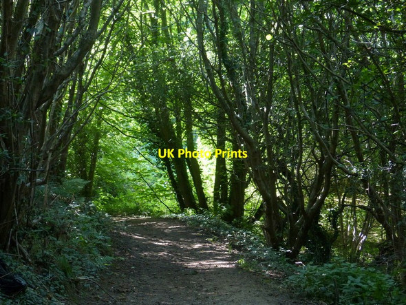 Photo 6"x4" Path and woodland in Fox Holes Dene Easington Colliery c2017