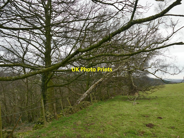 Photo 6"x4" Broken wall, broken fence and broken trees Longway Bank\/SK3154 c2018