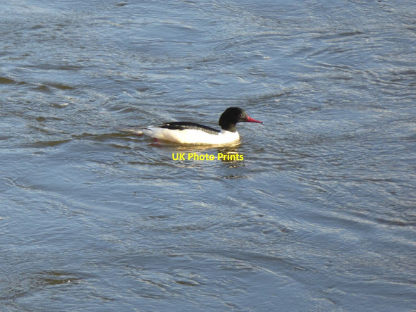 Photo 6"x4" Goosander on the River Wye Hereford c2018