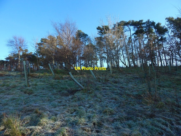 Photo 6"x4" Plantations new and old Gartocharn c2018