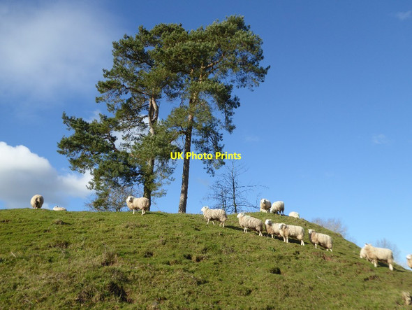 Photo 6"x4" Scots pine trees and sheep Staunton on Arrow c2018