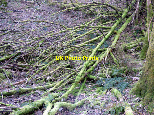 Photo 6"x4" Commoncraig plantation Inverkip c2018 P1