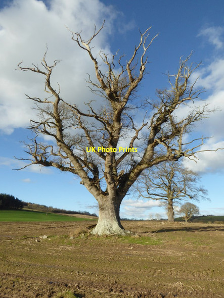 Photo 6"x4" Oak trees at Eywood Burcher c2018