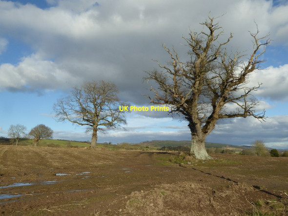 Photo 6"x4" Oak trees at Eywood Burcher c2018 P1