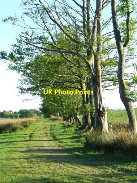 Photo 6"x4" Track near Kelly Mains Wemyss Bay\/NS1969 c2012
