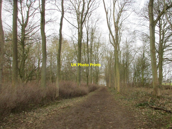 Photo 6"x4" Path close to the edge of Bellmount Plantation Londonthorpe c2018