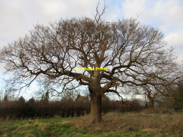 Photo 6"x4" Oak tree at Barnoldby le Beck Barnoldby le Beck c2018