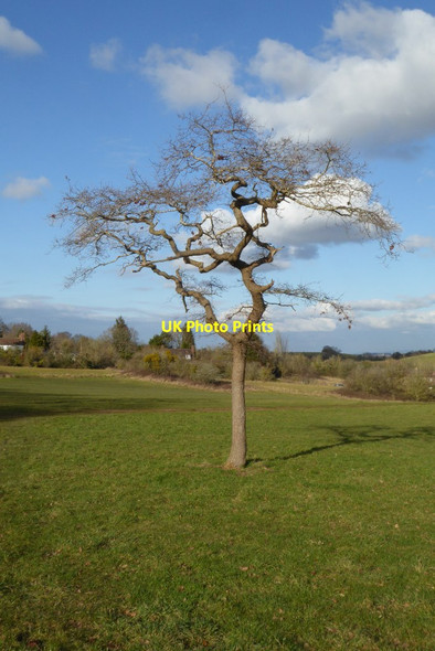 Photo 6"x4" A bare oak tree in winter Brayswick c2018